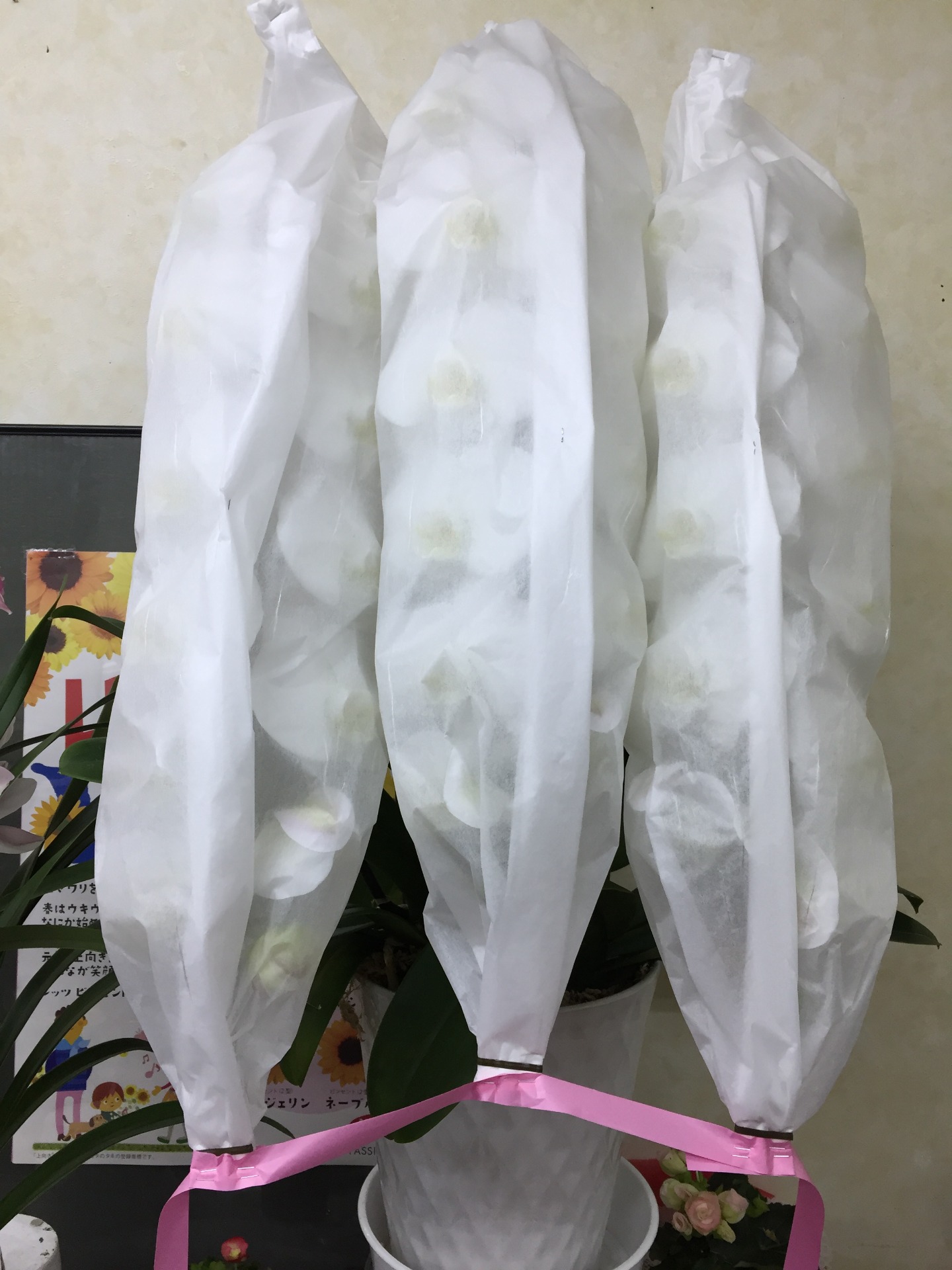 胡蝶蘭3本立３3輪  参考価格¥25,000(税別)